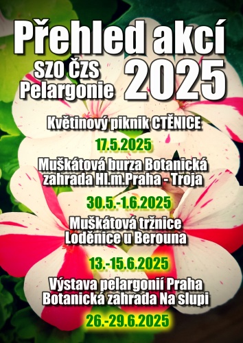 Výstava pelargonií 2024