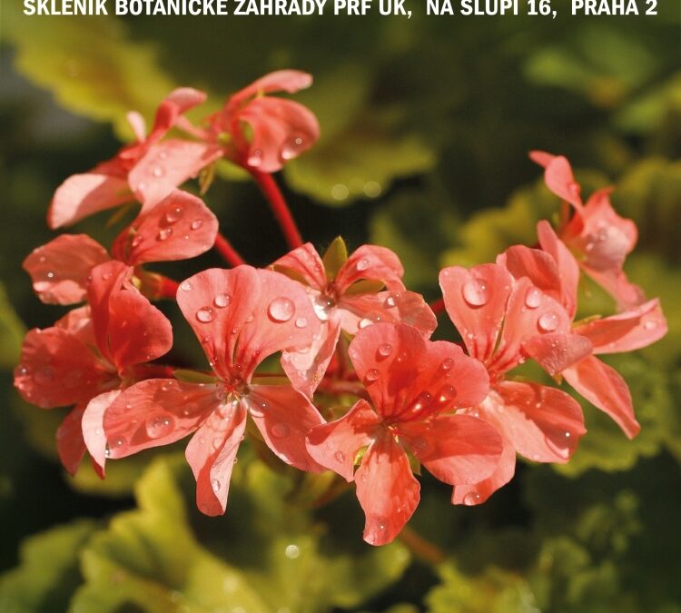 Výstava pelargonií Praha 2025